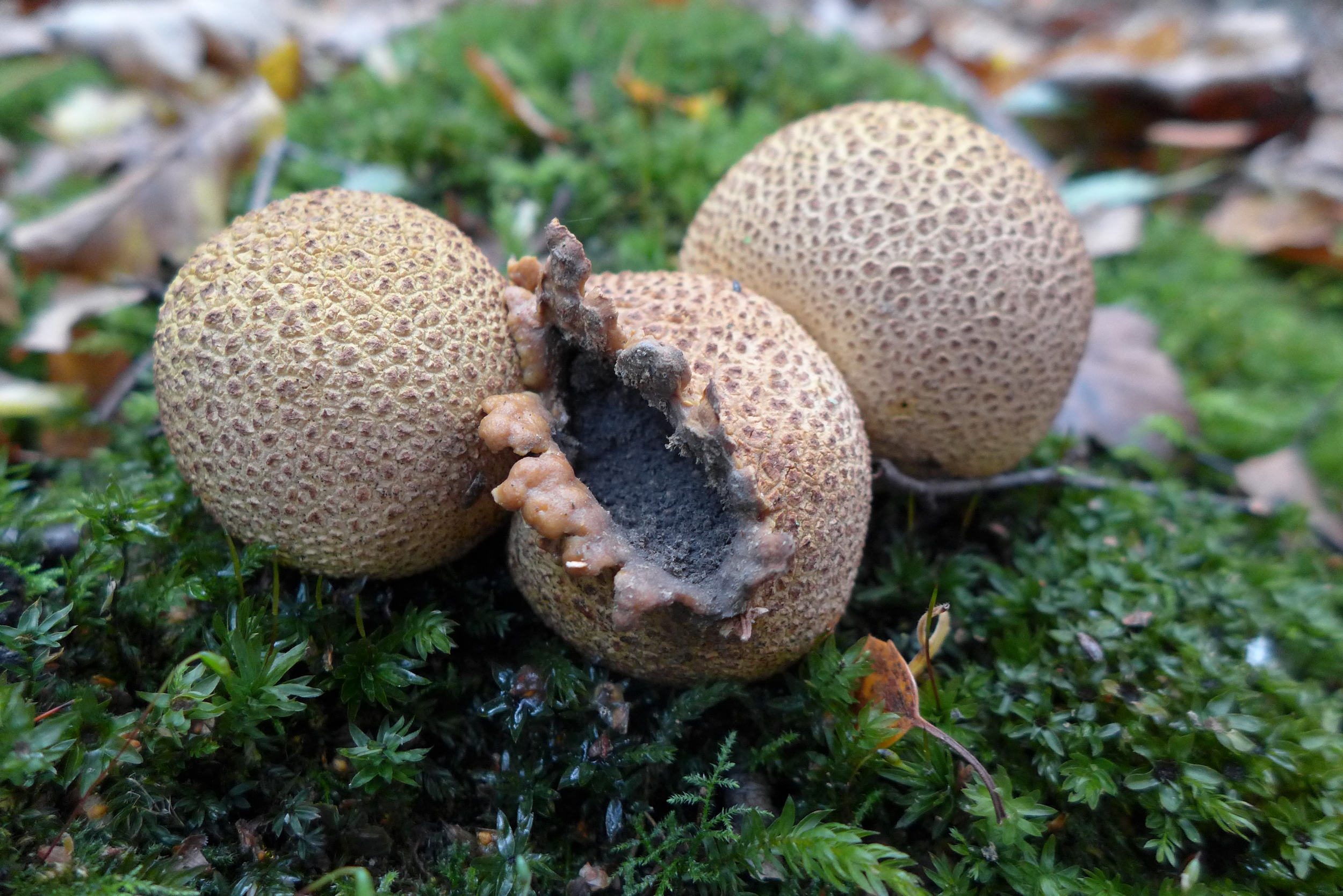 Представитель Семейства Sclerodermataceae